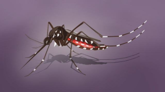 Bahaya Malaria dan Cara Melindungi Diri